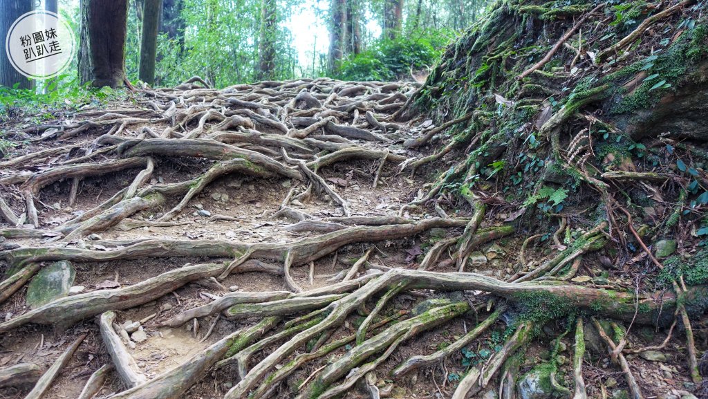 阿里山山脈越嶺步道大串走 D6_543913