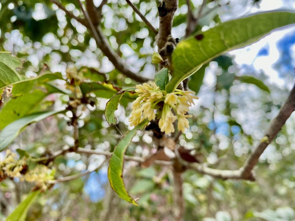 中阿冷山、阿冷山東南峰、南阿冷山、烏來山、黑田山（南峰）、阿寸坑山輕鬆撿   2022/1/20_1587921