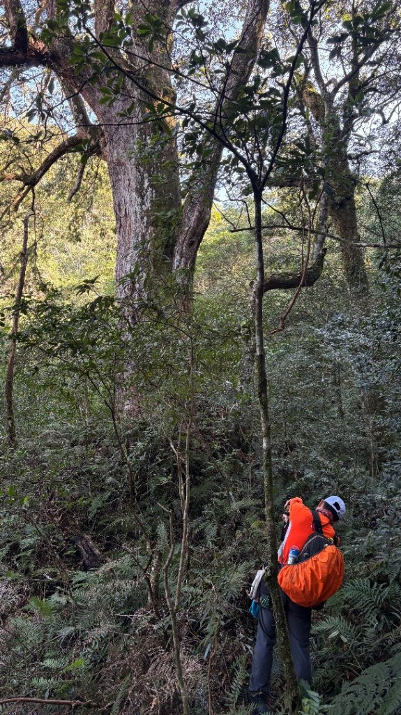 山毛櫸的「最後一舞」_2955265