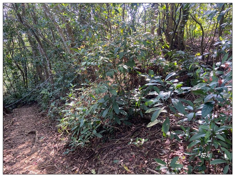 草嶺山、白石山、頭寮山 六連峰 O型路線_2798686
