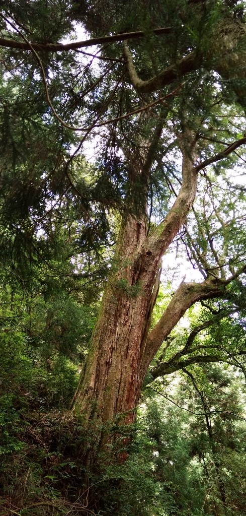 檜山巨木群步道_53590