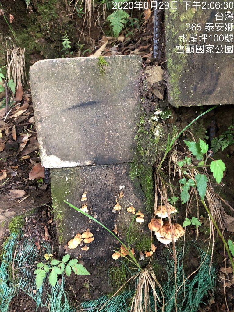 雪見遊憩區/司馬限林道/東洗水山_1086277