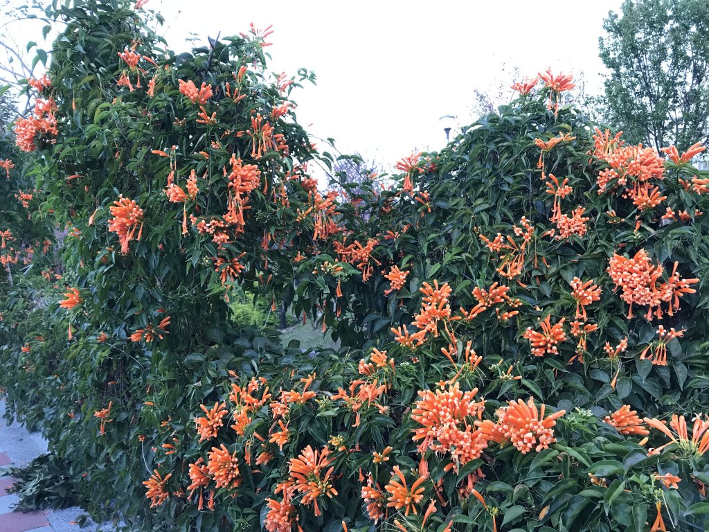 111.03.08 鶯歌永吉公園步道 炮仗花賞花遊封面圖