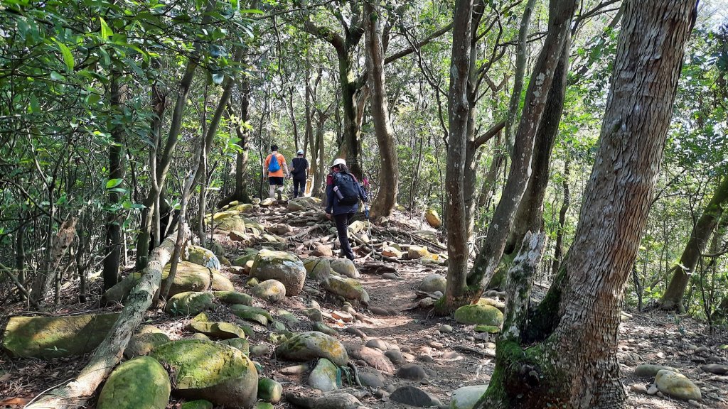 《新竹》古道巡禮｜觀日坪古道飛鳳山步道O型及關西東安古橋20211114封面圖