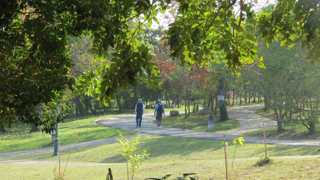 《台中》森林冬陽｜大肚山台中都會公園O繞20241229_2678734