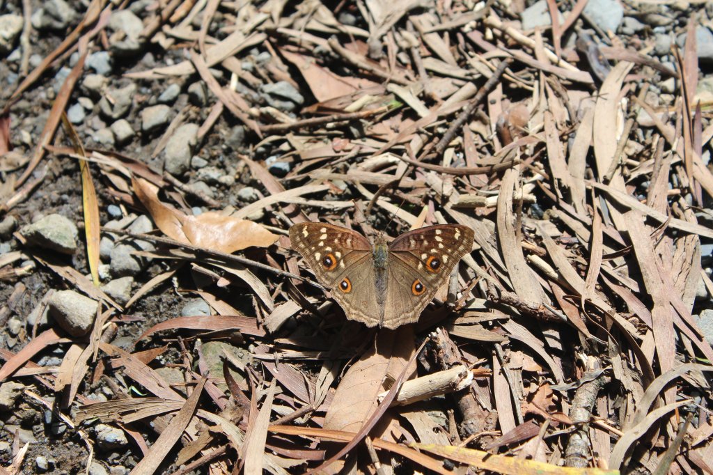 20210904屏東力里山_1453801
