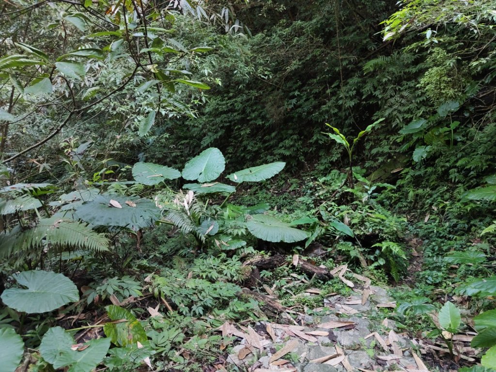 2024.11.29 騎龍山+騎龍古道_2990429