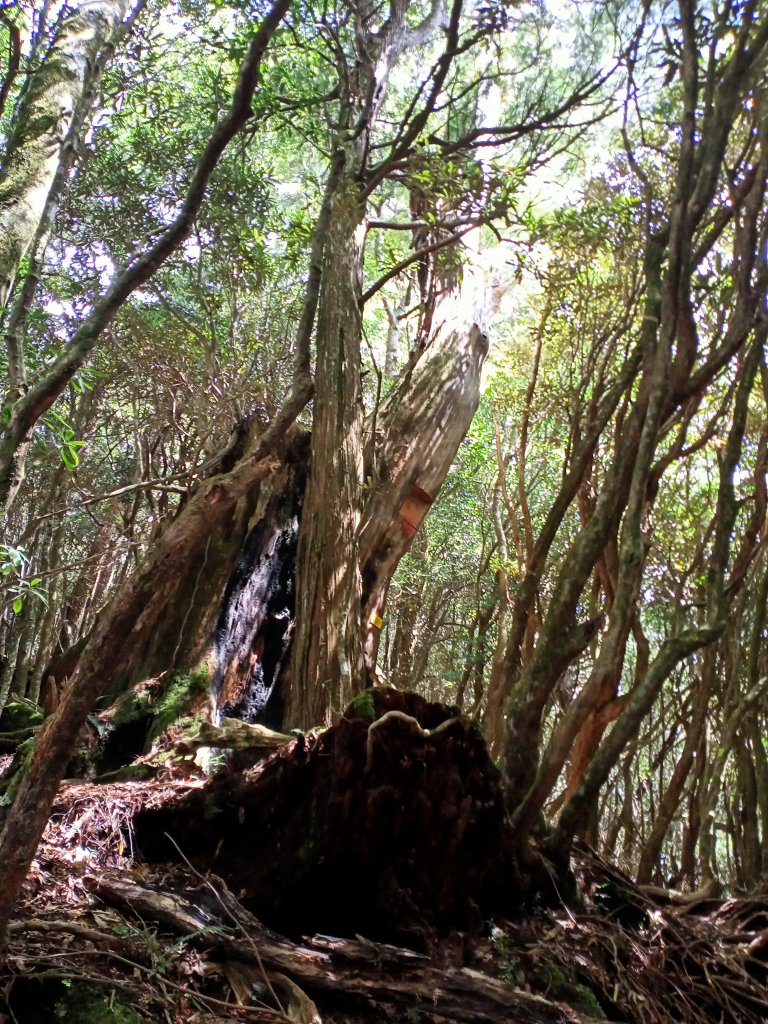 塔曼山：新北市第一高峰之樹的國度_1860912