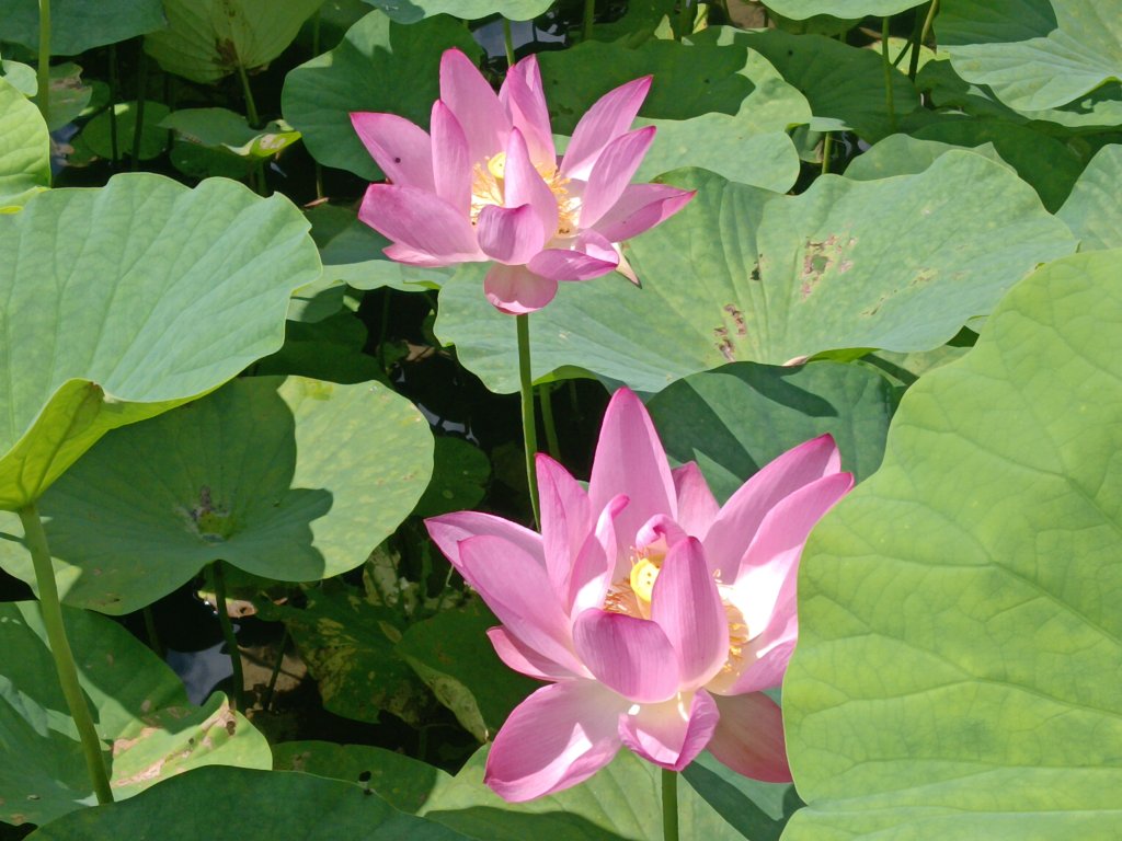 雙溪區彎穹夏日荷影_2806547