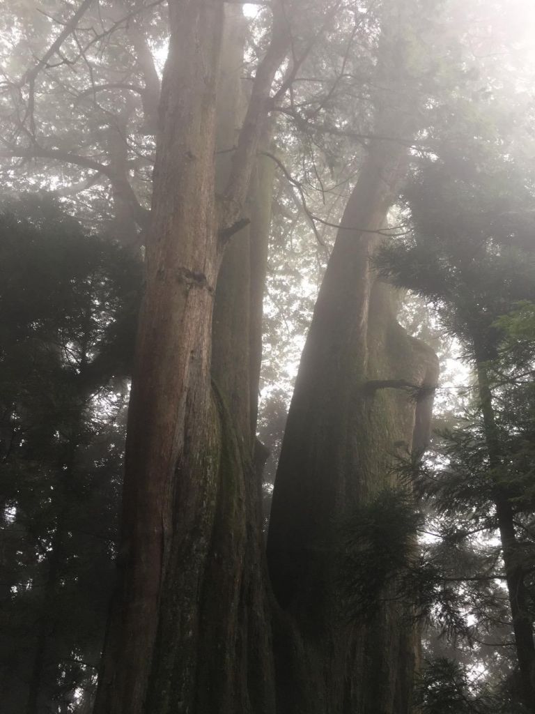 觀霧檜山巨木森林步道_171766