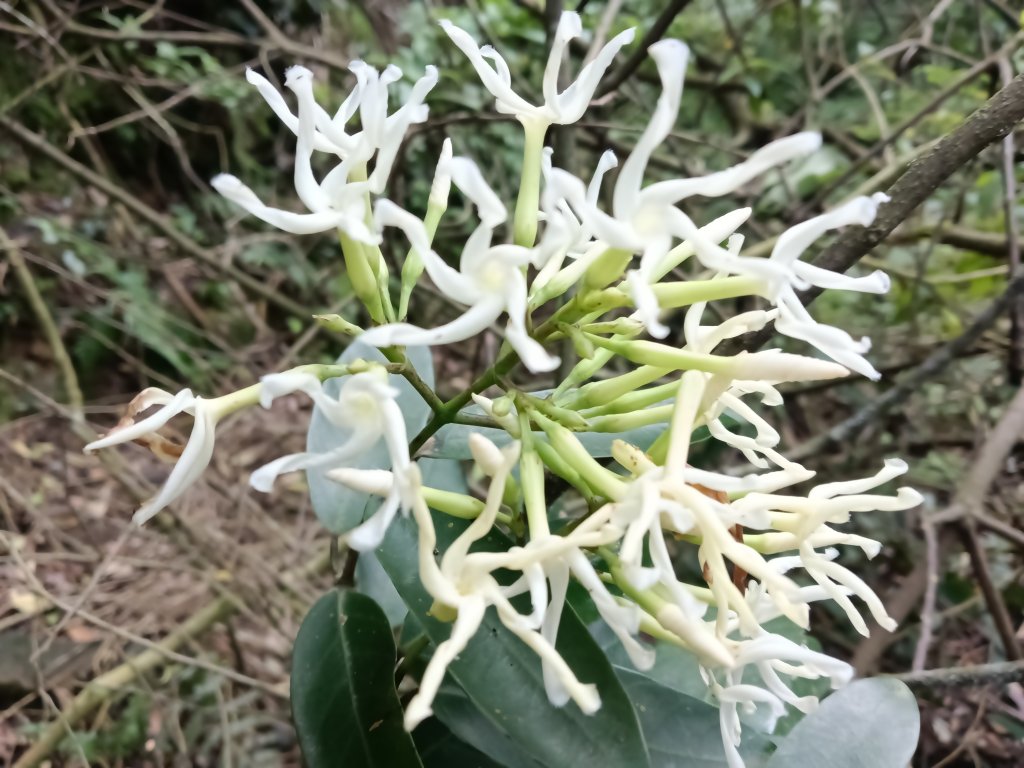 瑞芳區八分寮頂砲台+八分寮頂山+八分寮古道O型_2772447
