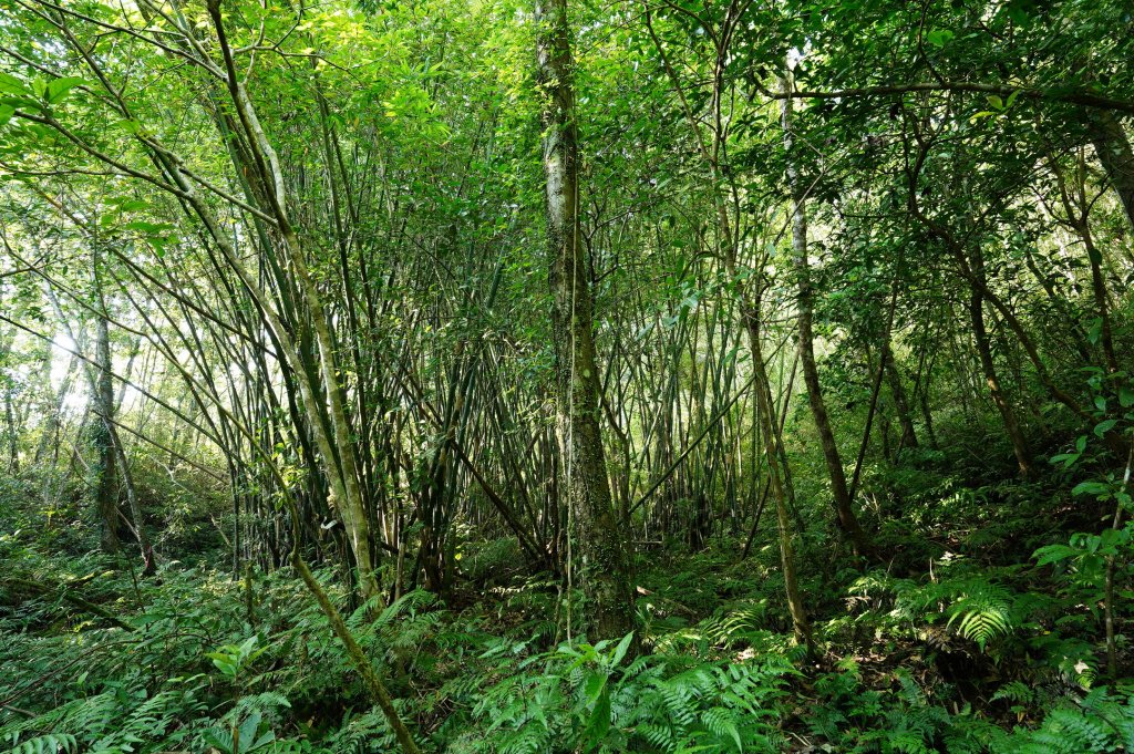 新北 烏來 山車廣山、檜山_2567369