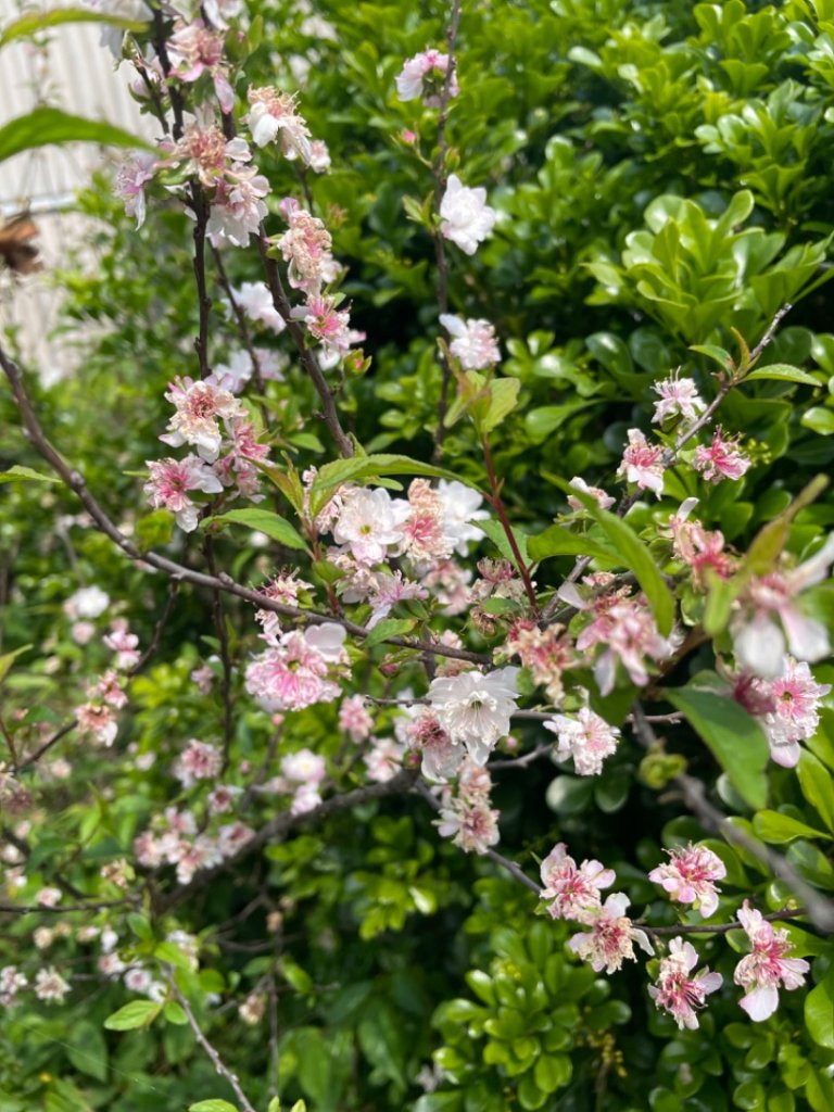 鶯桃縱走_2441635