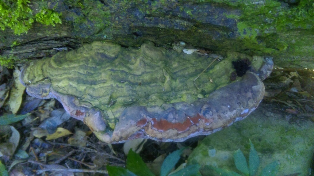 20160305新竹五峰大窩山,比林山_31676