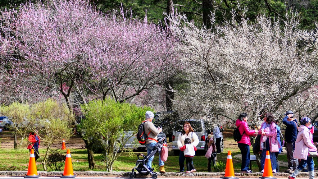 《踏莎行・武陵山櫻》_2712547