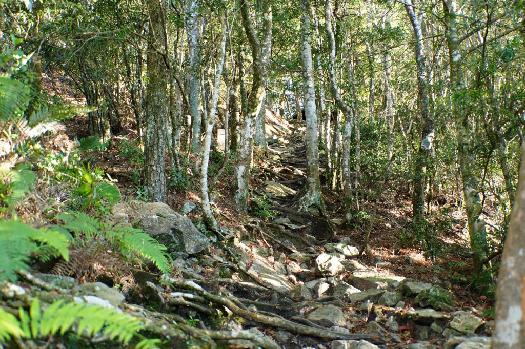 台中 和平 鳶嘴山_2926848