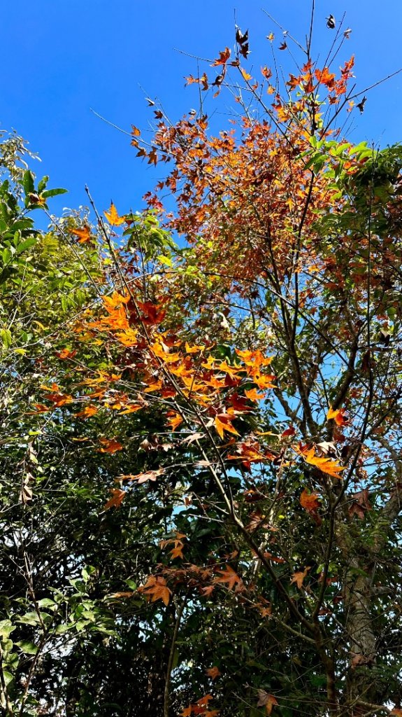 馬那邦山O走_2370143