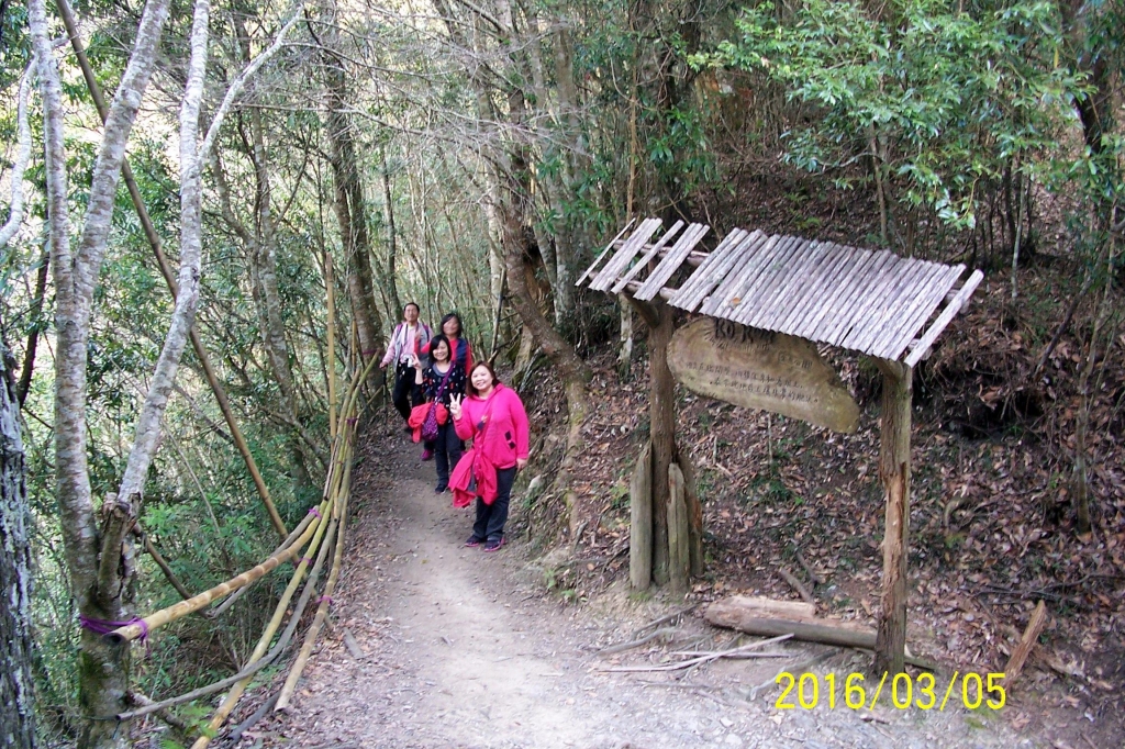 105-03-05 新竹縣尖石鄉司馬庫斯神木二日遊_32106