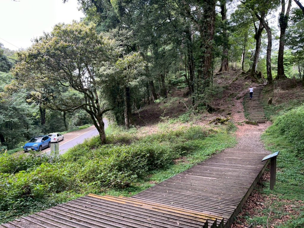 新竹 五峰 觀霧國家森林遊樂區 蜜月小徑+檜山巨木群步道_2811452