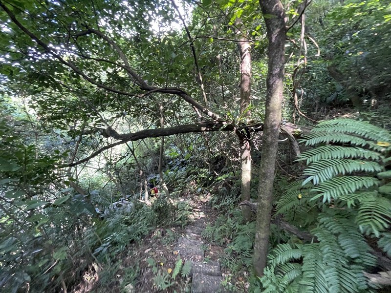 【大棟山系】百年大榕樹_2858101