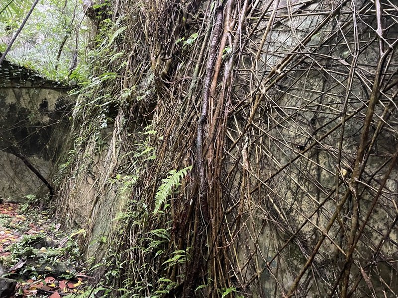 武山坑炭窯_2990733