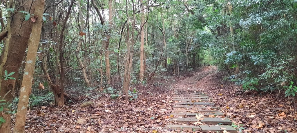 《苗栗》霧雨寒流｜三義三角山步道20251225_2969196