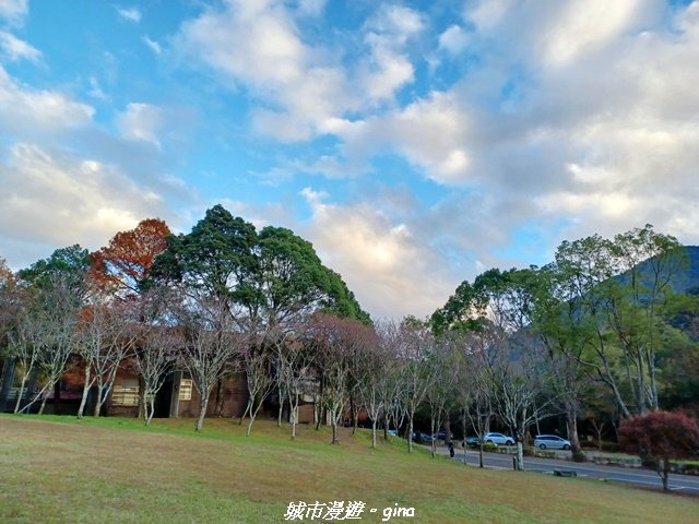 【南投仁愛】光影下的森林療育。 奧萬大國家森林遊樂區步道群_2973073