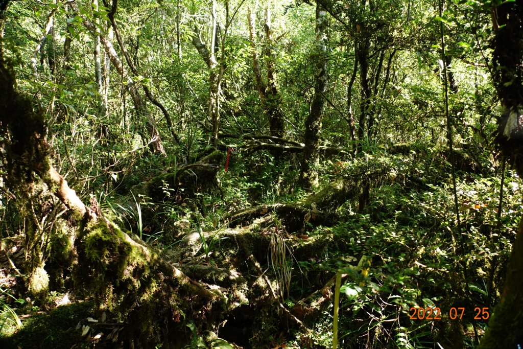 新北 烏來 拳頭母山_1778467