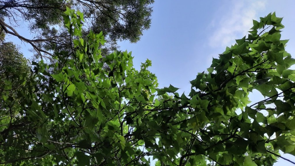 《台中》森林公園｜台中都會公園大O繞20230409_2102724