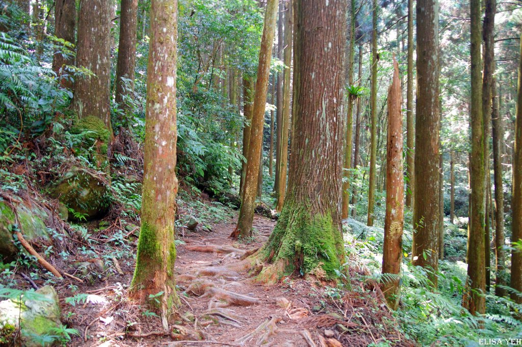 加里山樹根趴踢+切西瓜_892540