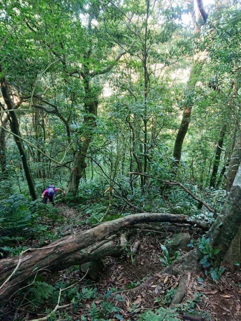 貴妃山、那結山O走_1478311