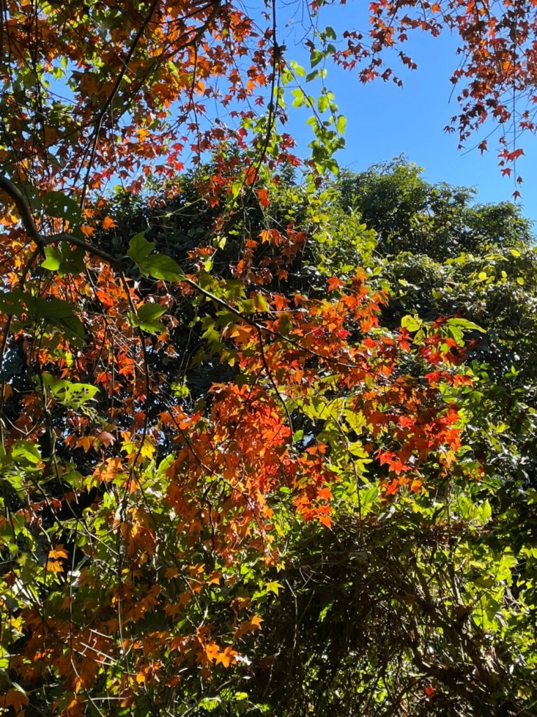 馬那邦山賞楓趣_1549554