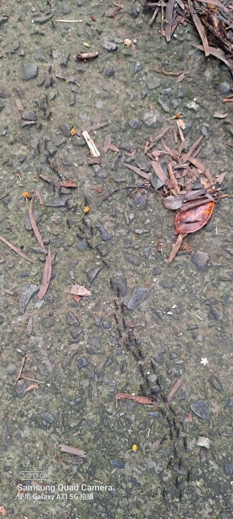 苗栗-獅頭山_1745121