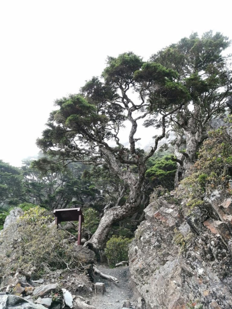 [百岳]武陵四之二秀~池有山、品田山_646871