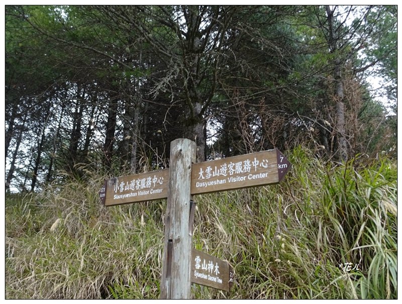雪山神木步道_1633627