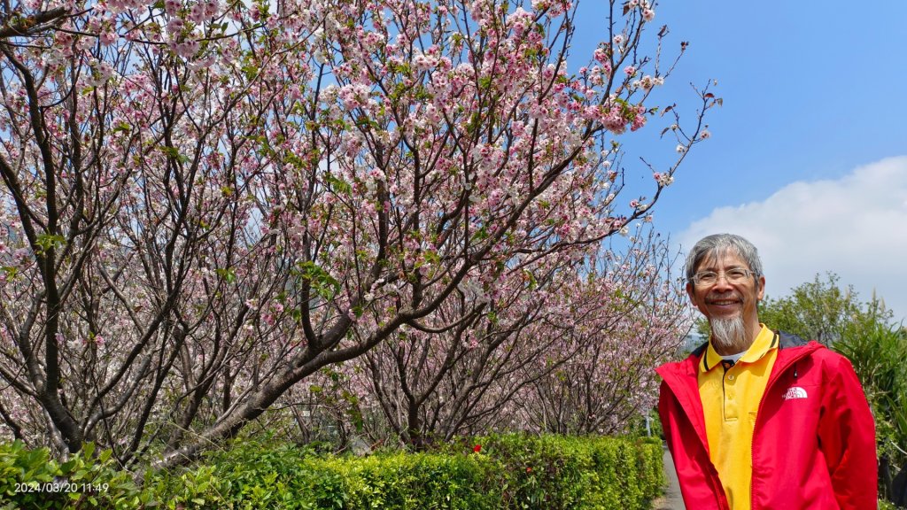 陽明山上墨染櫻大爆發_2457651