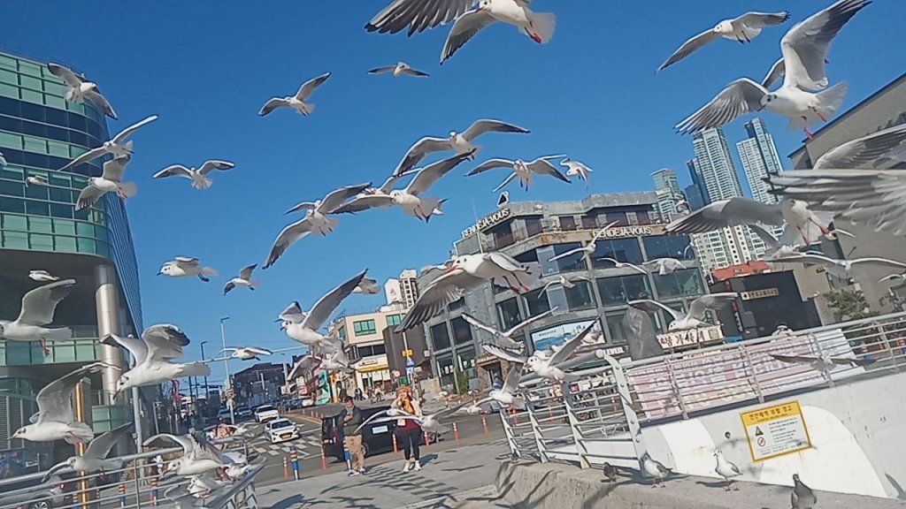 釜山海雲台_2715713