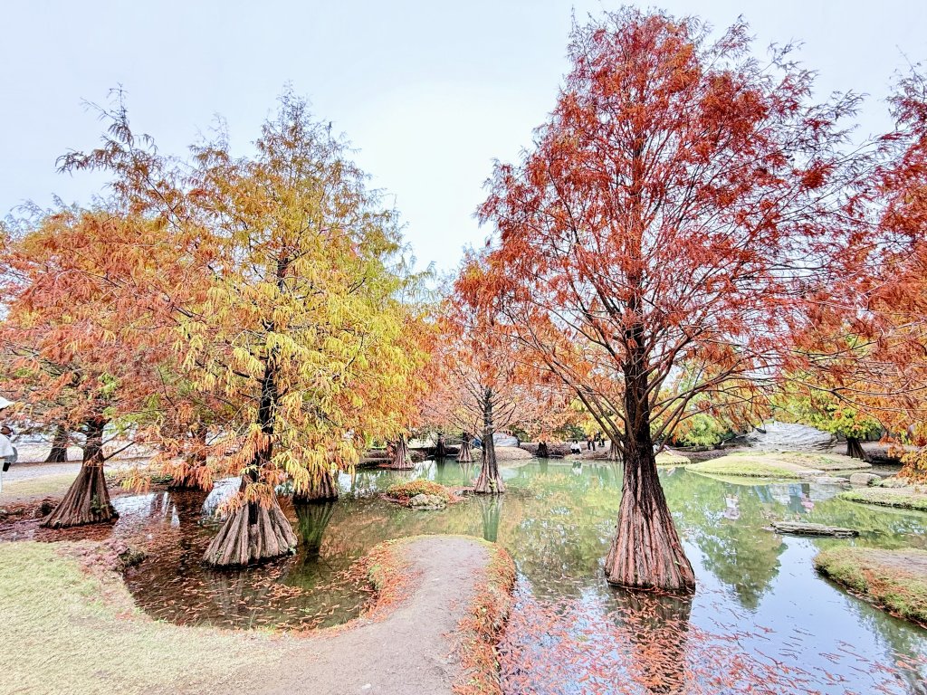 雲林基石+落羽松  2025.01.01_2688281