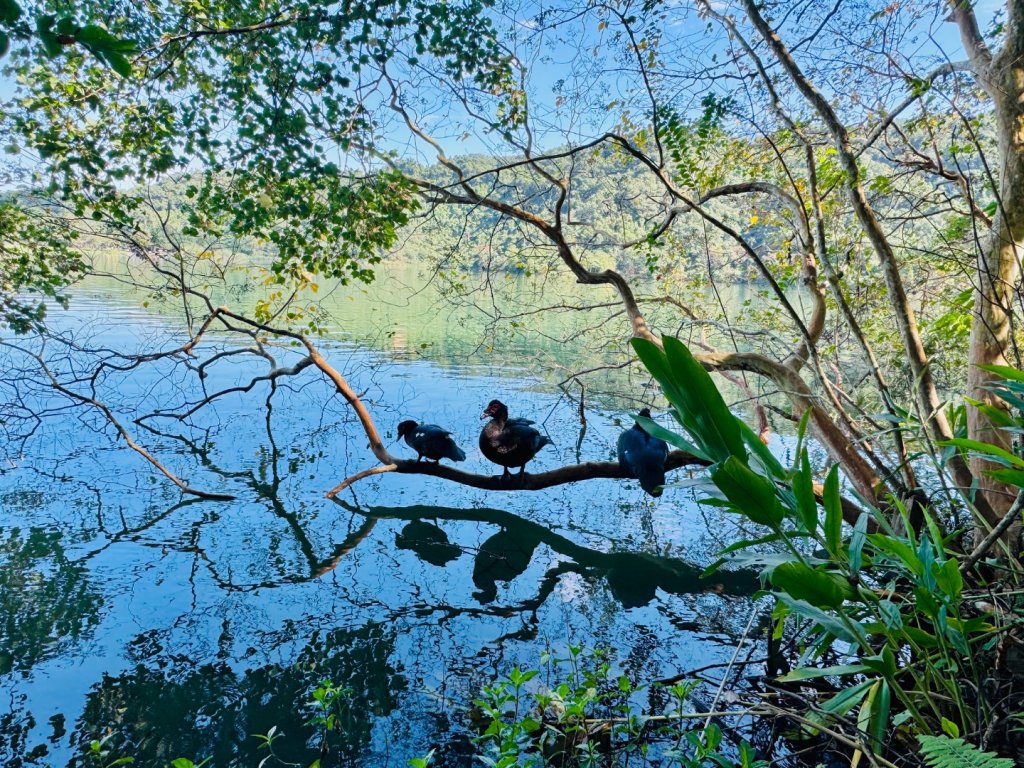生態環境豐富的仁山植物園 感受鑑湖秋月-梅花湖的魅力_2953865