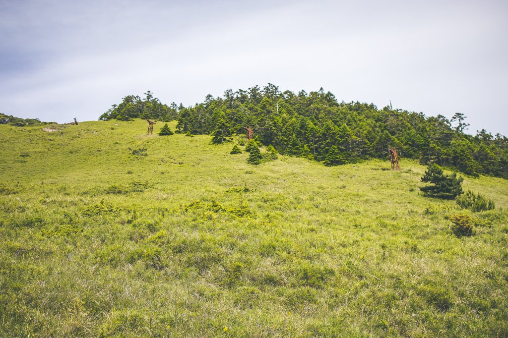 20220718-[南投] 合歡東峰步道_2433033