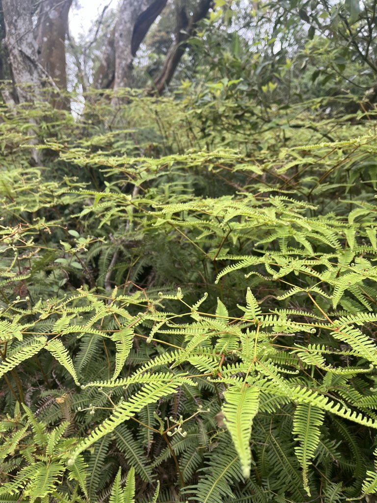 2024/03/29火炎山_2749032