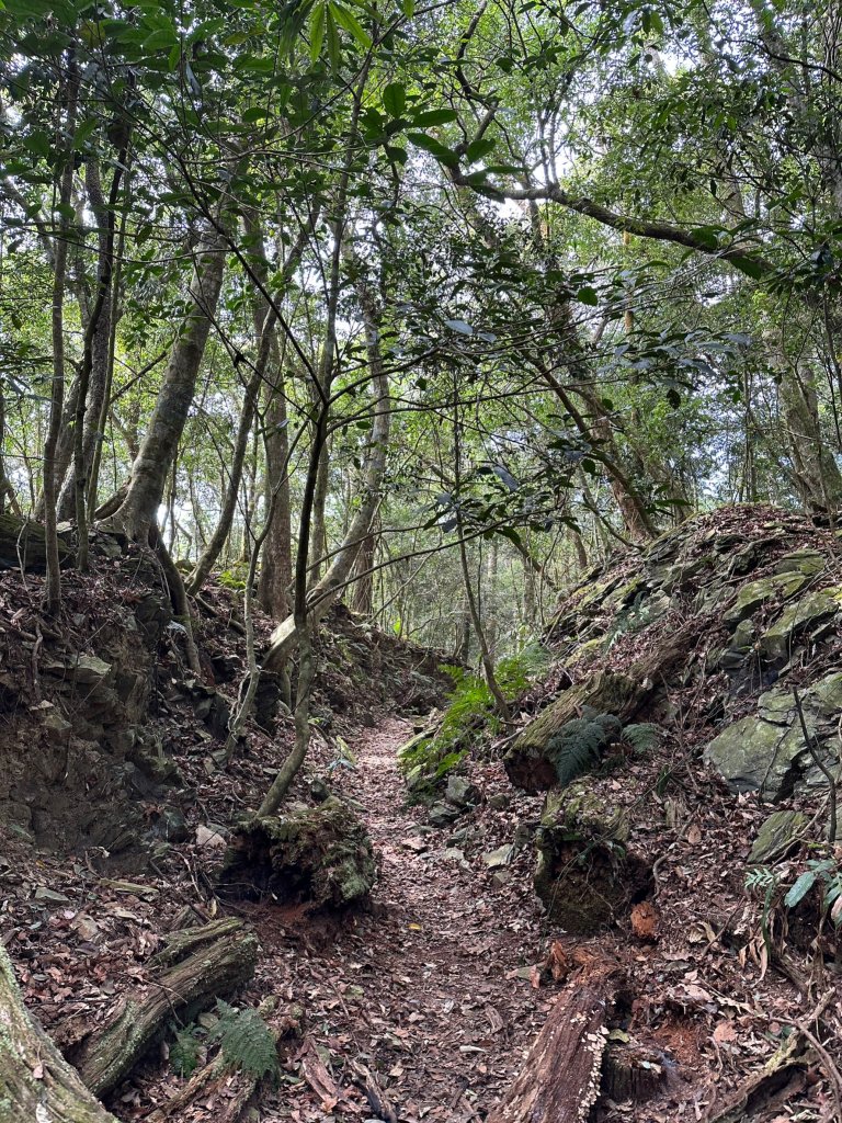 網子山、網子山東北峰、鳴海下山、鳴海山連走_2040685