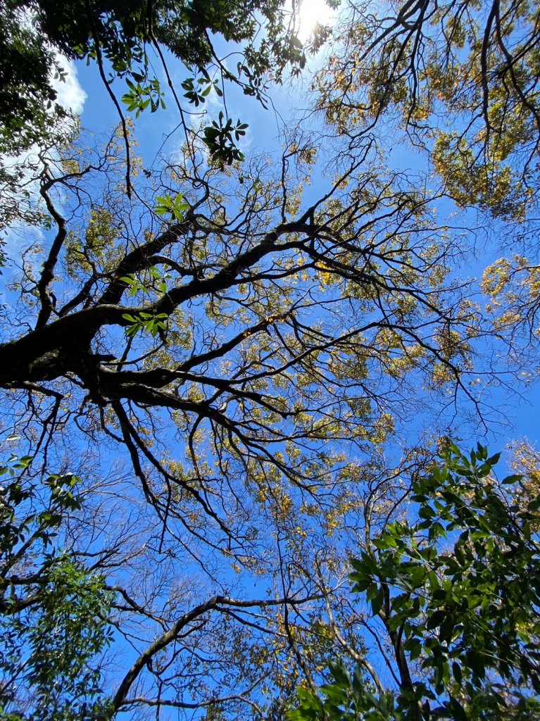 2023.11.18山毛櫸追追追~逐鹿卡保樂佩_2354900