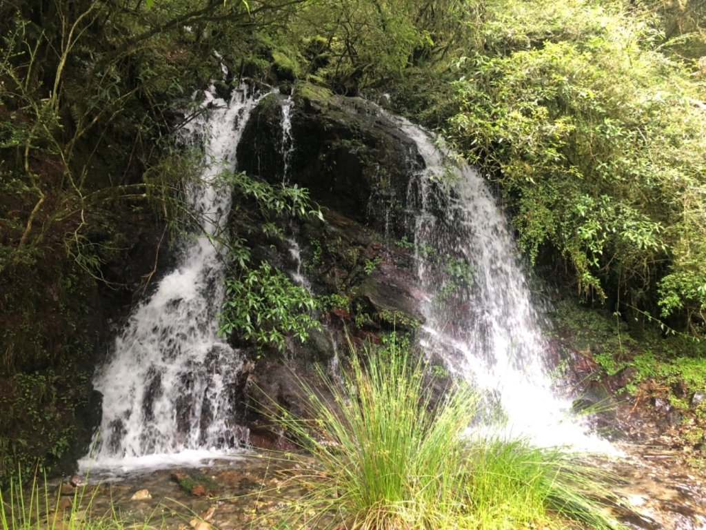 雪山西稜+大安溪神木_636487