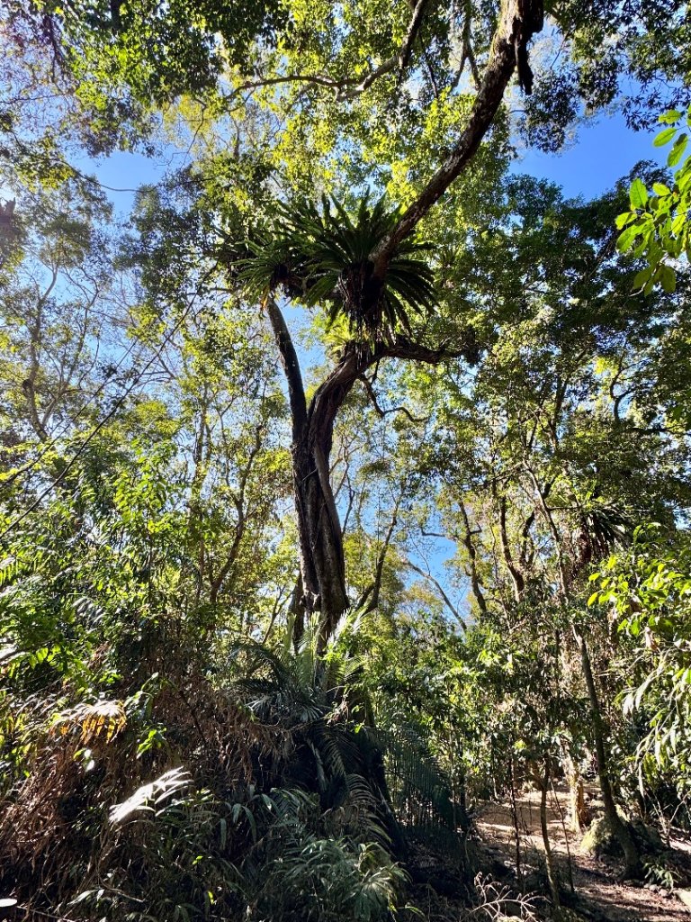 雪山坑登山步道尋巨人_2978237