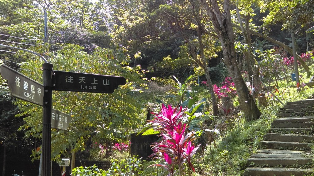 尋訪五月雪的土城桐花公園步道、承天禪寺_892900