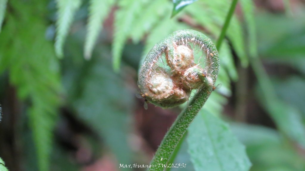 《苗栗》台鐵舊山線｜三義勝興鐵道覓境及挑柴古道O繞20250119_2693603