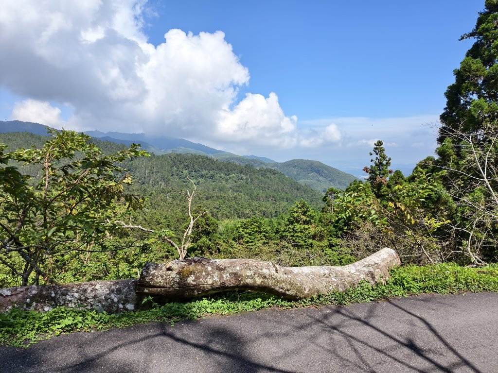 [百山百鳥尋旅-05/15] 2025_0830 溪頭賞鳥步道_銀杏步道_2875501