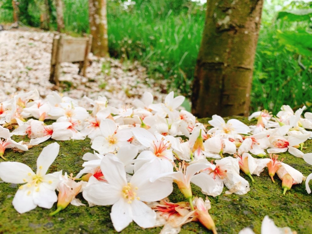 四月雪～桐花盛開～藤山步道_566578