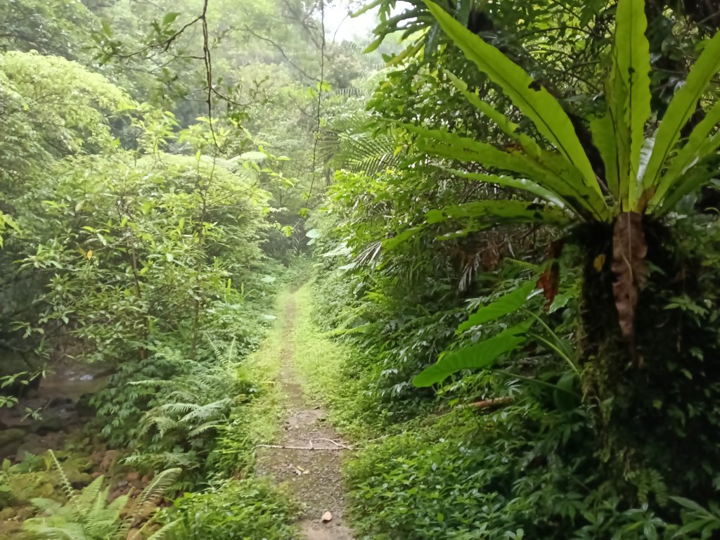 平溪區善覺寺古道(步道)去回_2855368